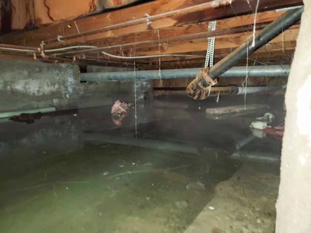 Best Mold removal after water damage  in Melbourne, AR